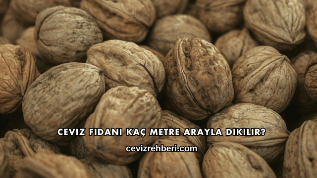 Ceviz Fidanı Kaç Metre Arayla Dikilir