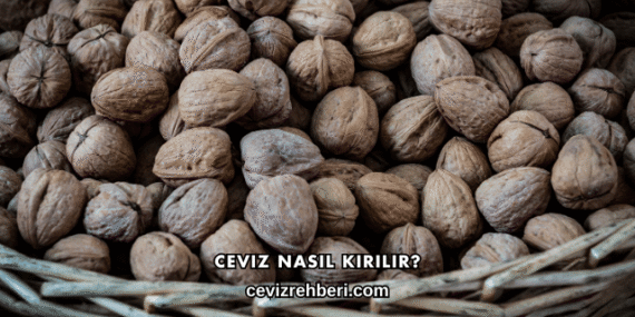 Ceviz Nasıl Kırılır?