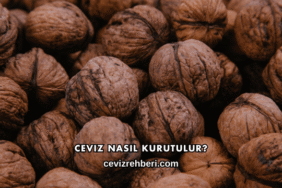 Ceviz Nasıl Kurutulur?