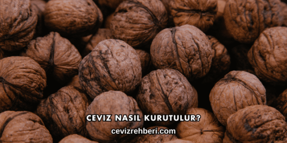 Ceviz Nasıl Kurutulur?