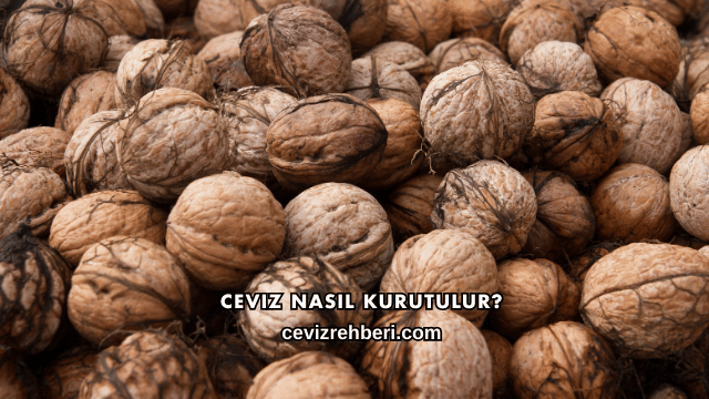 Ceviz Nasıl Kurutulur?