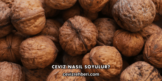 Ceviz Nasıl Soyulur?