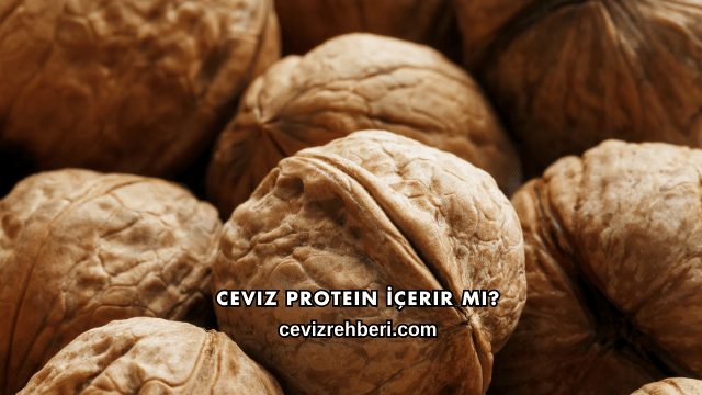 Ceviz Protein İçerir mi?