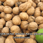 Cevizin Bayat Olduğu Nasıl Anlaşılır?
