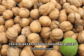 Cevizin Bayat Olduğu Nasıl Anlaşılır?