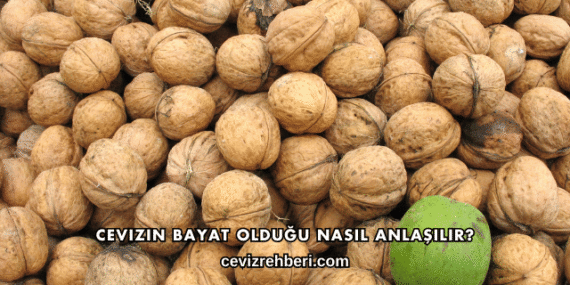 Cevizin Bayat Olduğu Nasıl Anlaşılır?